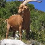 Κρι-κρι: το έμβλημα της Κρήτης