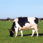 18χρονος ερωτεύτηκε και τελικά ολοκλήρωσε με μία αγελάδα