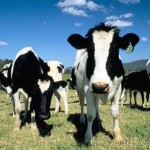 Ενοχλήσεις στην όραση λόγω ούρων αγελάδων!