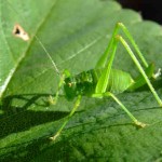 akrida_large Πίτσα με ….. ακρίδα