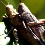 Επέλαση ακρίδων και κουνουπιών στην Αυστραλία