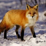 Αλεπού της έκοψε το αυτί ενώ κοιμόταν!