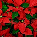 Το φυτό των Χριστουγέννων το πλέον δημοφιλές δώρο για τις γιορτές