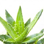aloe_large Αλόη για τα προβλήματα της επιδερμίδας