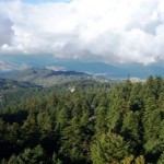 Πάρνωνας: δενδροφύτευση στις καμένες εκτάσεις