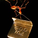 Μυρμήγκι σηκώνει 100 φορές το βάρος του