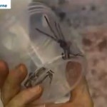 Θα "συγκατοικήσει" με εκατοντάδες δηλητηριώδεις αράχνες για φιλανθρωπικό σκοπό!