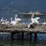 Εξαφανίζονται οι αργυροπελεκάνοι από τον Αμβρακικό