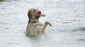 Αμερικανοί επιστήμονες ερευνούν πώς στεγνώνει μία βρεγμένη γάτα