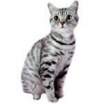 Αποκαλύφτηκε το μυστικό της γάτας!