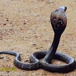 Περισσότερες από 160 κόμπρες δραπέτευσαν