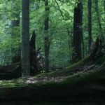 dasos_large Δάσος... προς εξαφάνιση το Μπιαγοβιέζα στην Πολωνία