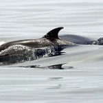 Τα δελφίνια δεν θέλουν "ματάκηδες" την ώρα του sex!