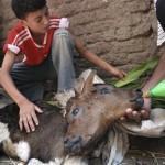 Ένα μοσχαράκι με δύο κεφάλια