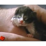 Μία κυριολεκτικά διπρόσωπη γάτα