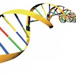 dna_xronia_large Επιστήμονες ανακάλυψαν τρόπο που προβλέπει αν ένας άνθρωπος θα φτάσει 100 ετών