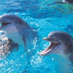 dolphins_small Τα δελφίνια έχουν αποκτήσει γνώση για τον εαυτό τους