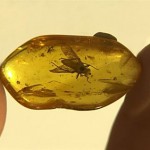 Έντομα σε κεχριμπάρι διηγούνται τις περιπέτειες της Ινδίας