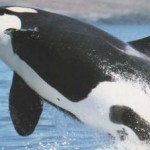 Πέθανε η γηραιότερη φάλαινα του κόσμου