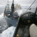 Έκκληση σε φαλαινοθήρες και ακτιβιστές να αποφύγουν τις συγκρούσεις