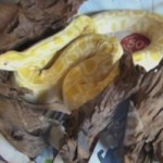 fidi_albino_small Ένας πύθωνας φύλακας ναρκωτικών