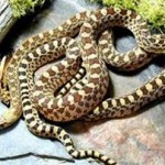fidia_large Το δηλητήριο των φιδιών κατά των εγκεφαλικών επεισοδίων!