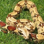 fidia_small Είχε στις βαλίτσες του 95 βόες, 2 οχιές και μία χελώνα!