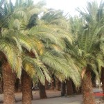 Τι λέει η πυροσβεστική για το σύστημα πυρανίχνευσης στο φοινικόδασος της Πρέβελης