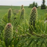 Σε κίνδυνο εξαφάνισης το ένα πέμπτο των φυτών του κόσμου