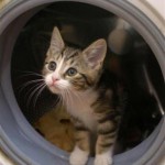 Περσικός γάτος κατόρθωσε να επιβιώσει μετά από πλύση 30 λεπτών σε πλυντήριο!