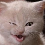 Ο πιο τυχερός γάτος του κόσμου!