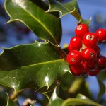 gki_large Η ιστορία του γκι και ιδέες για χριστουγεννιάτικη διακόσμηση