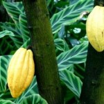 Η Mars συνεργάζεται με την IBM για το γονιδίωμα του κακάο