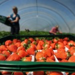 Iδανικές τροφές για την καλή υγεία της καρδιάς σας