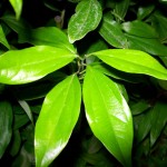 Η κανέλα σύμμαχος στην απώλεια βάρους