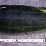 Bear Attack Zucchini Γυναίκα απέκρουσε αρκούδα με ... ένα κολοκυθάκι