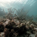 Θάνατος των κοραλλιών στον κόλπο του Μεξικού