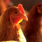 Τον απατούσε και την έβαλε στο κοτέτσι