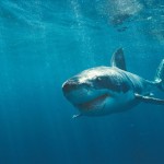 kraxarias_thalassa_large Καρχαρίες: μύθοι και πραγματικότητες