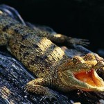 Εκατοντάδες κροκόδειλοι δραπέτευσαν λόγω του τυφώνα στο Μεξικό