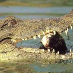 Εκτός από τον Πωλ το χταπόδι, τώρα και ο Χάρι ο κροκόδειλος προβλέπει νίκη της Ισπανίας στον αποψινό τελικό