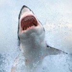 Λευκός καρχαρίας στη Μεσόγειο