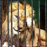 Αδρανείς σαν ένα λιοντάρι στο κλουβί του ...