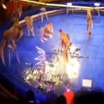 Λιοντάρια επιτίθενται στον θηριοδαμαστή – βίντεο που κόβει την ανάσα