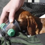 Μάσκες οξυγόνου για κατοικίδια!