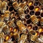 Ένας μύκητας και ένας ιός αποδεκάτιζαν τις μέλισσες στις ΗΠΑ, αναφέρουν οι επιστήμονες