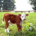 Μοσχαράκι με όνομα … Πάρις Χίλτον!