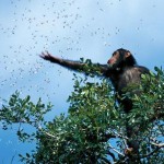 Οι καλύτερες φωτογραφίες της χρονιάς του National Geographic