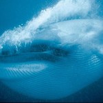 Οι καλύτερες φωτογραφίες της χρονιάς του National Geographic 