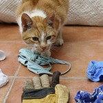 Ένας γάτος κλέφτης εσωρούχων